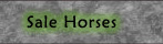 Sale Horses