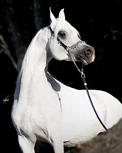 World Champion Straight Egyptian Stallion Hadidi