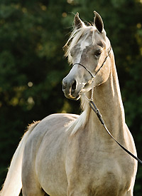 TS Vivien Leigh ( Ansata Sinan x Savannah CC )