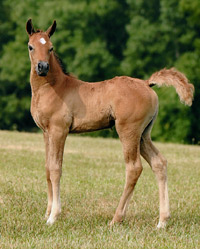 TS Chantal ( Ansata Sinan x Thee Sharaqa )