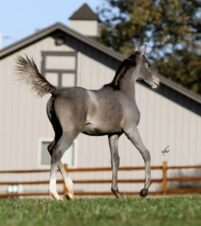 TS Caashmere ( Hadidi x Nisrs Bint Kamal )