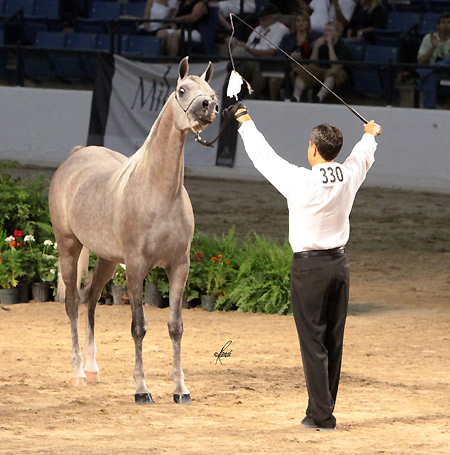 TS Vivien Leigh ( Ansata Sinan x Savannah CC )