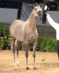 TS Vivien Leigh ( Ansata Sinan x Savannah CC )