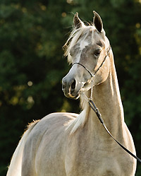 TS Vivien Leigh ( Ansata Sinan x Savannah CC )