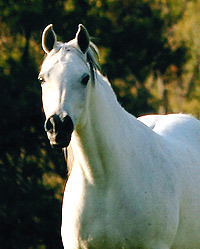 Thee Sharaqa ( Thee Desperado x Senisa Princess )