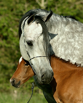 Julianna Badi ( TCP Rada Bazaz x Nadira Fujai )