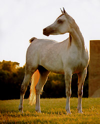 She's So Gigi ( Richter MH x Thee Sharaqa )