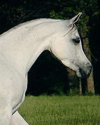 She's So Gigi ( Richter MH x Thee Sharaqa )