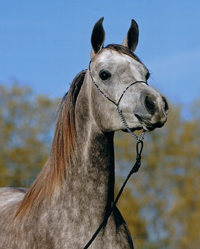 TS Madeleine ( Ansata Sinan x Thee Sharaqa )