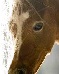 The First Hadidi Foals Have Arrived! 