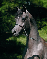 Al Bahir ( Ansata Sinan x Savannah CC )