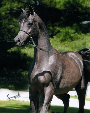 Al Bahir ( Ansata Sinan x Savannah CC )