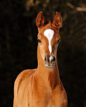 Majnoun Ibn Adeed ( Al Adeed al Shaqab x She's So Gigi )