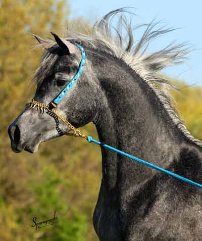 Shaikh al Nadir ( Ansata Sinan x Nadira Fujai )