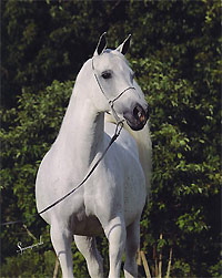 Nadira Fujai ( Shaikh al Badi x Antaja )