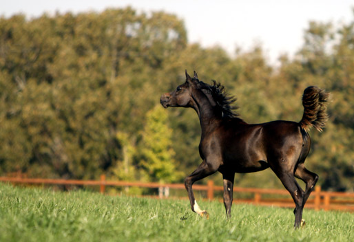 Black Bay Filly ( Hadidi x Savannah CC by Thee Desperado )