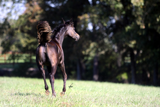 Black Bay Filly ( Hadidi x Savannah CC by Thee Desperado )