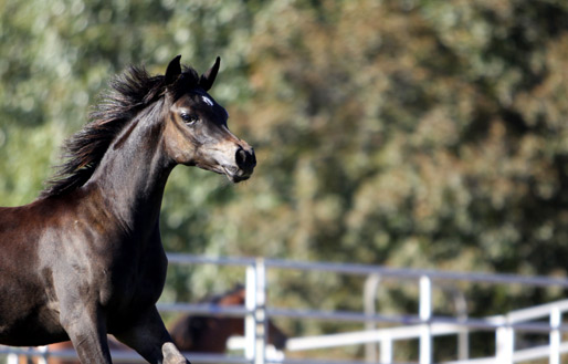 Black Bay Filly ( Hadidi x Savannah CC by Thee Desperado )