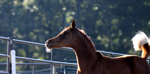 Chestnut Filly ( Hadidi x She's So Gigi by Richter MH )