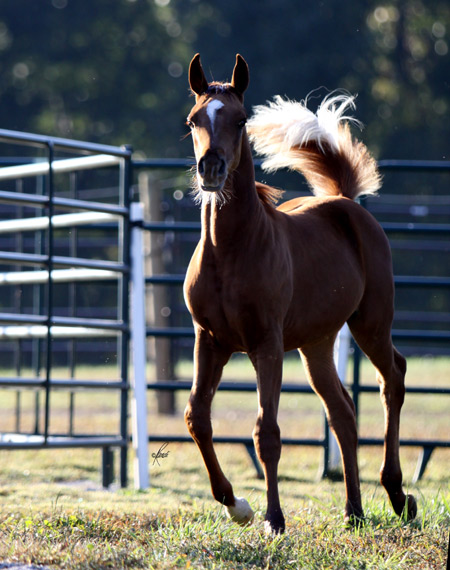 Chestnut Filly ( Hadidi x She's So Gigi by Richter MH )