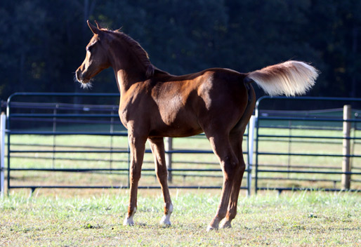 Chestnut Filly ( Hadidi x She's So Gigi by Richter MH )