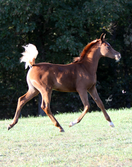 Chestnut Filly ( Hadidi x She's So Gigi by Richter MH )