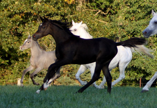 Black Bay Filly ( Hadidi x Savannah CC by Thee Desperado )