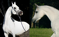 Hadidi (Left) She's So Gigi (Right)