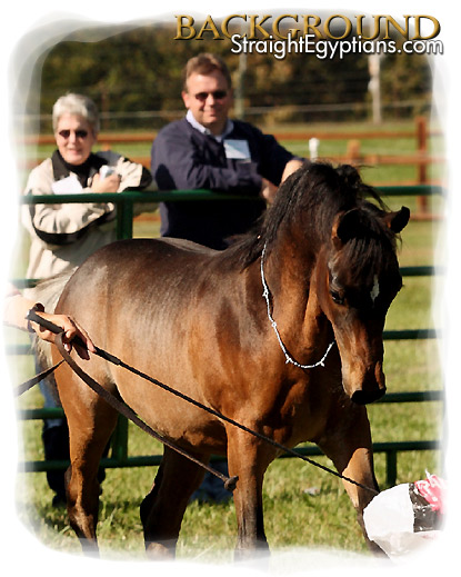 Ahmar Ibn Adeed (Al Adeed Al Shaqab x Savannah CC) 